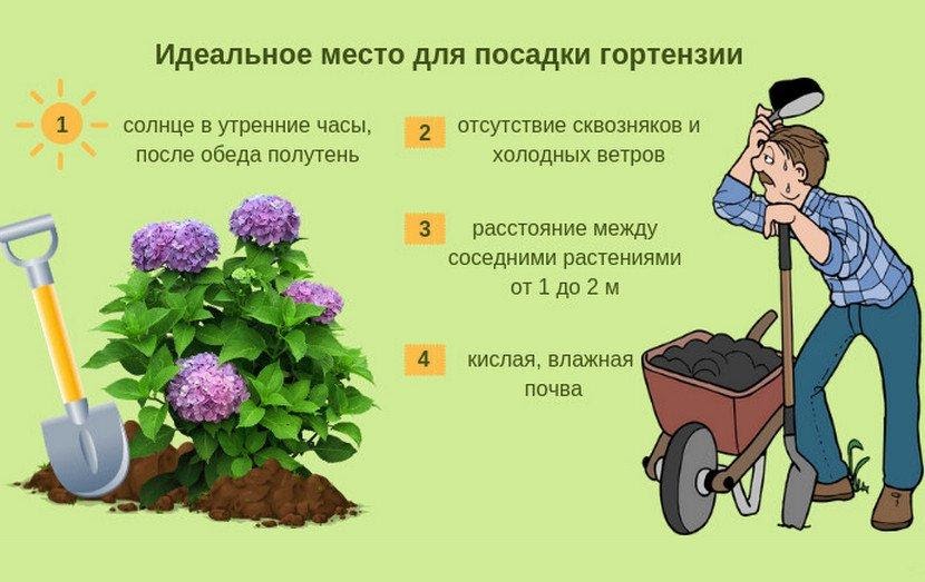 Как посадить садовую гортензию: выбираем место